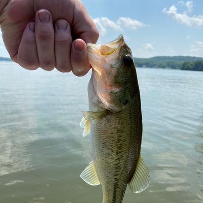 Fishing in Lake Lemon | Fishbrain