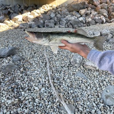 Fishing in Jordan River | Fishbrain