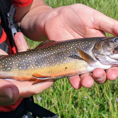 Fishing in Elbow Lake | Fishbrain