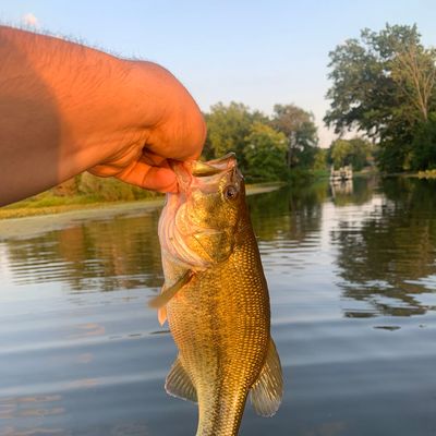 goshen catches logged