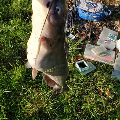 Fishing In Lake Glenn Shoals Fishbrain