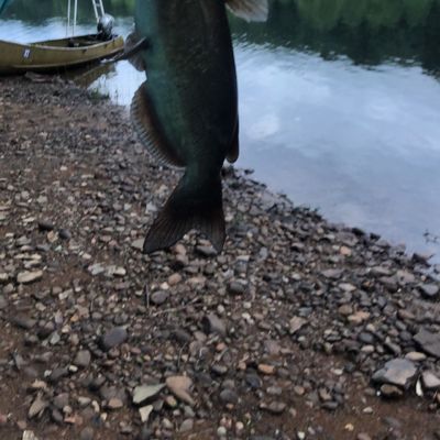 susquehanna catches logged