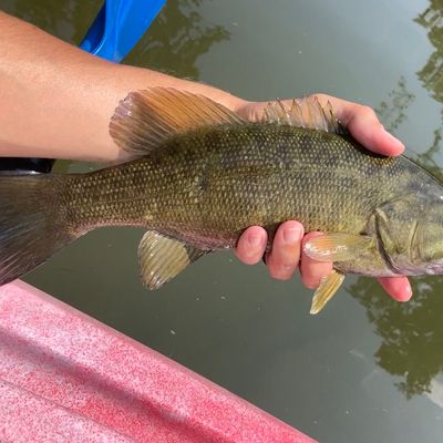 conococheague catches logged