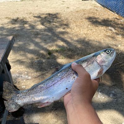 Fishing in Santa Ana River Lakes | Fishbrain