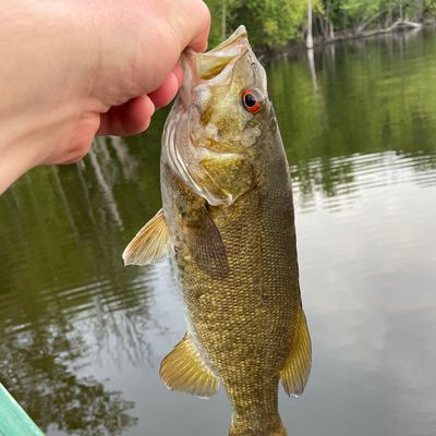 Fishing in Great Sacandaga Lake | Fishbrain