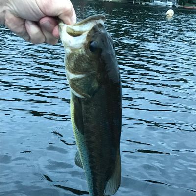 Fishing In Cranberry Lake Fishbrain