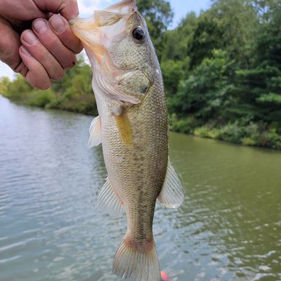 Fishing in Glade Dam Lake | Fishbrain