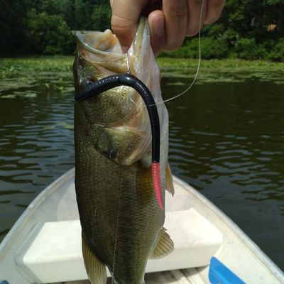  Fishing in Lake George Fishbrain