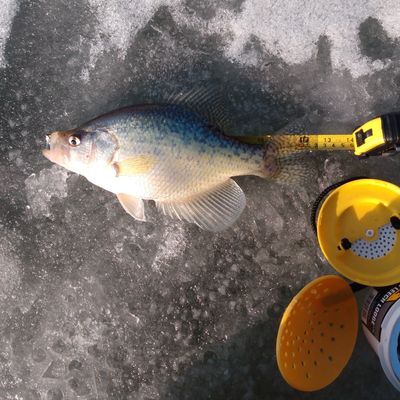 Fishing In Burchard Lake Fishbrain