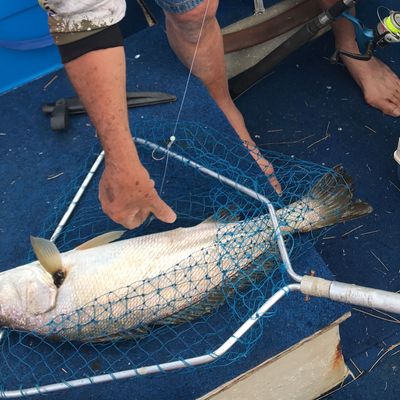 Fishing in Karuah River | Fishbrain