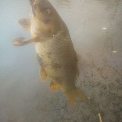 Fishing In Richards Lake Fishbrain