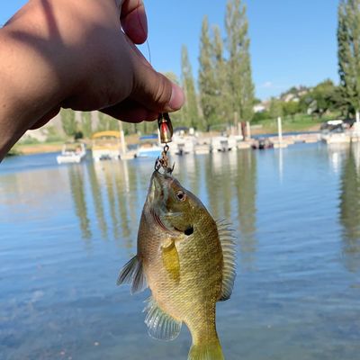 entiat catches logged