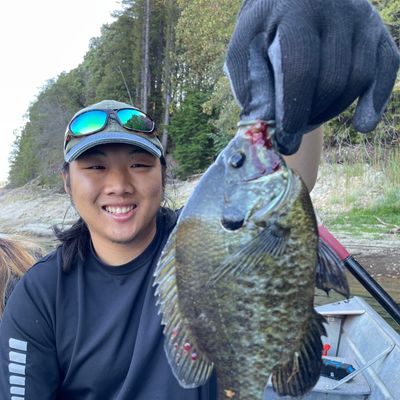 lomond catches logged