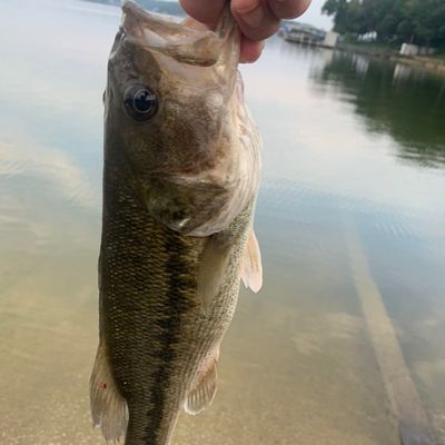 Fishing In Lake Of The Ozarks 