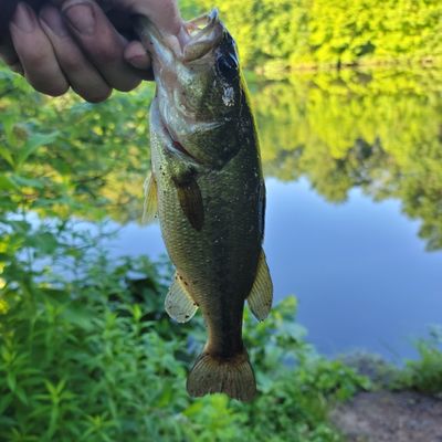 Fishing in Jacksons Pond | Fishbrain