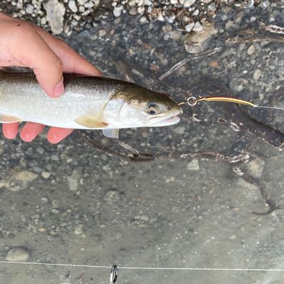 kananaskis catches logged