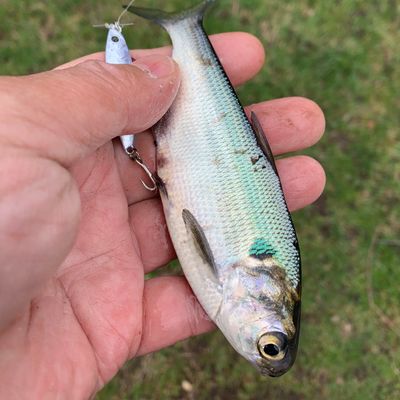 hackensack catches logged