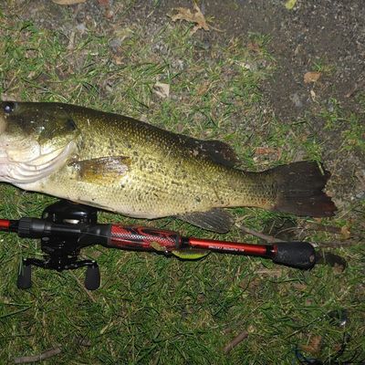 pickering reservoir catches logged