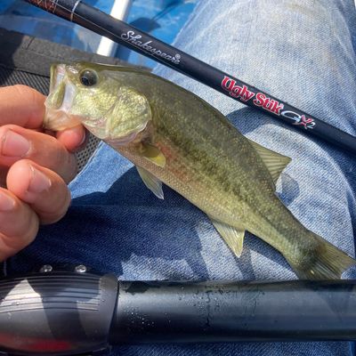 Fishing in Letterkenny Reservoir | Fishbrain