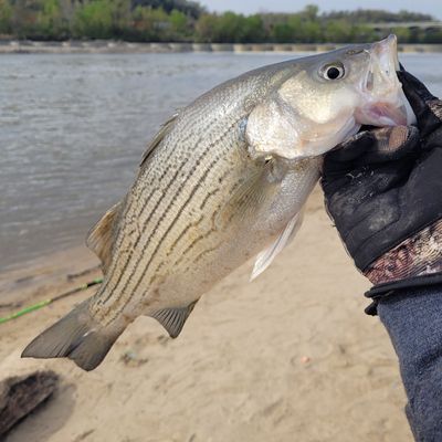 Fishing In Kansas River Fishbrain   Original