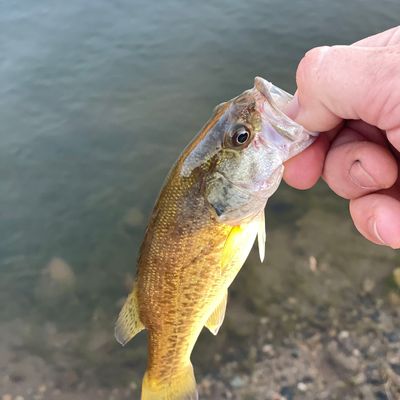 Fishing in Lake Kaweah | Fishbrain