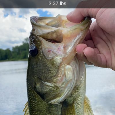 Fishing in Grafton Reservoir | Fishbrain