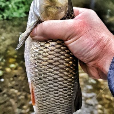 Fishing in River Lark | Fishbrain