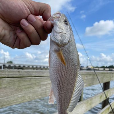  Fishing in Clear Lake Fishbrain