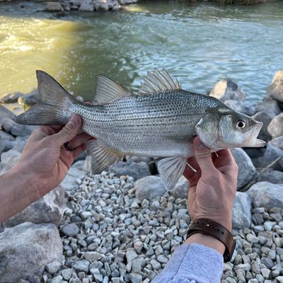 Fishing in Jordan River | Fishbrain