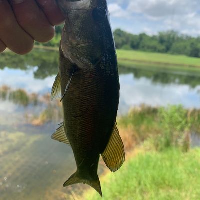 Fishing in Melbourne Tillman Canal | Fishbrain