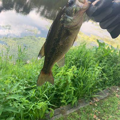 Fishing in Verona Lake | Fishbrain