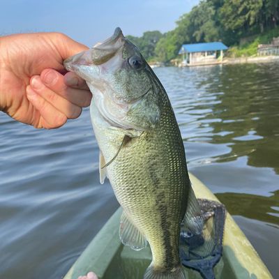 Fishing in Belleville Lake | Fishbrain