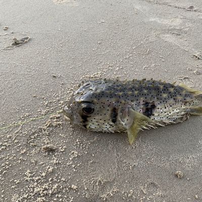 Fishing in Tallebudgera Creek | Fishbrain