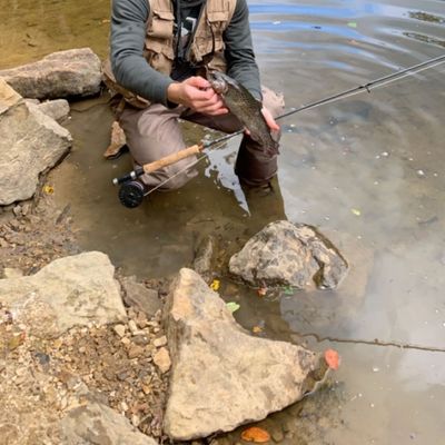 tionesta creek catches