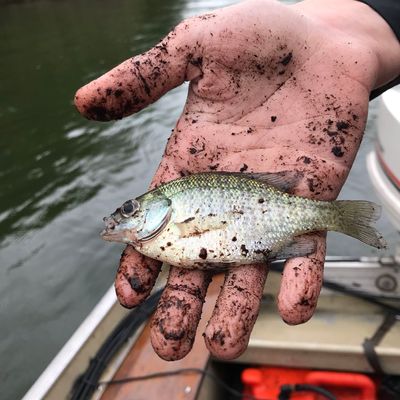 Fishing In Dale Hollow Lake Fishbrain