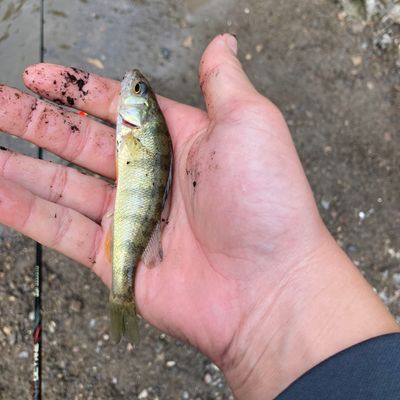 irondequoit catches logged