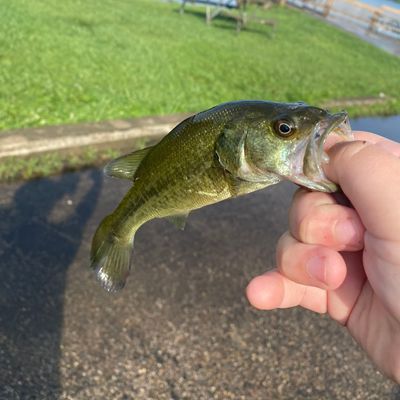 Fishing in Lake Logan | Fishbrain