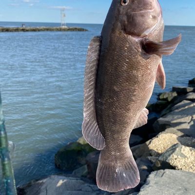 Fishing in Shark River Inlet | Fishbrain