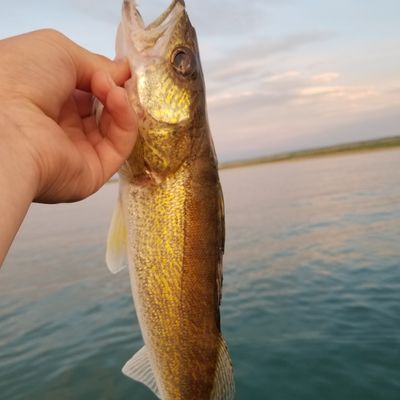 Fishing in Milk River Ridge Reservoir | Fishbrain