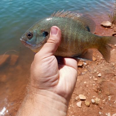 Fishing in Lake Meredith | Fishbrain