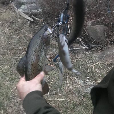 ponaganset catches logged