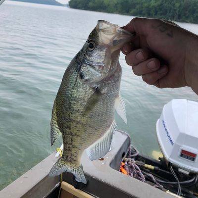 priest fishing catches logged