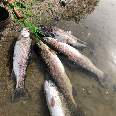 Fishing in Santa Ana River Lakes | Fishbrain