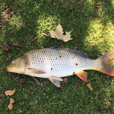 weeroona catches logged recently