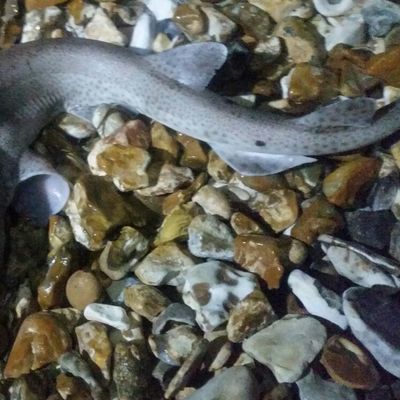 Fishing For Rough Longnose Dogfish Near You 