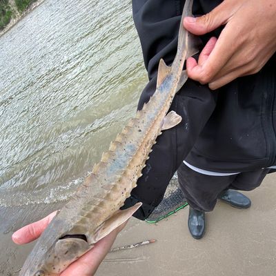 Fishing in North Saskatchewan River