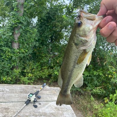 Fishing in Lake Towhee | Fishbrain