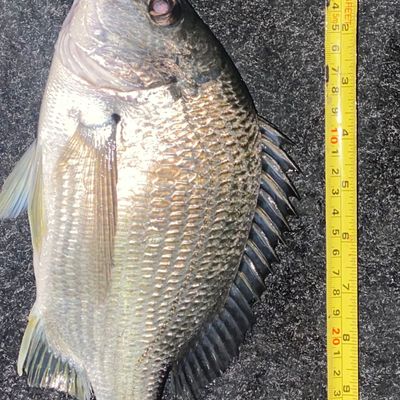 Fishing for Surf bream near you | Fishbrain