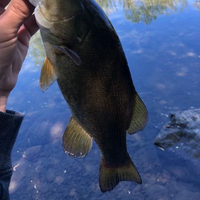 Fishing In Russian River Fishbrain