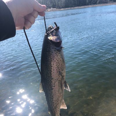 Fishing in Halsey Forebay | Fishbrain